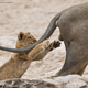 Illustration for article titled Slide Into the Weekend With the Most Hilarious Wildlife Photos of 2019